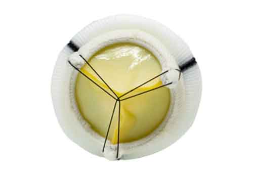 dafodil